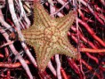 /album/galeria-de-fotos-echinodermata/star-jpg/